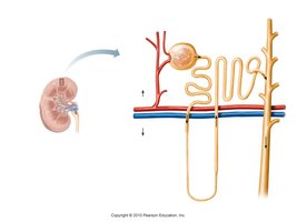 Diagram of nephron structure and blood supply