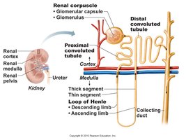 Diagram of nephron and associated tubules