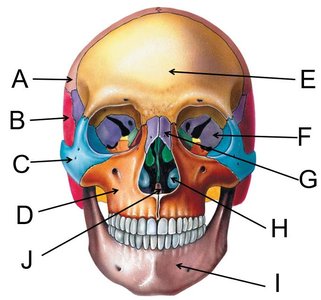 Anterior view of the skull with labels A–J