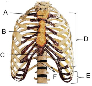 Thoracic cage with labels A–F
