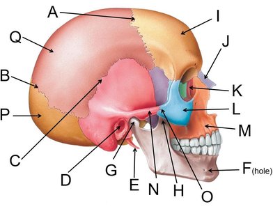 Lateral view of the skull with labels A–Q