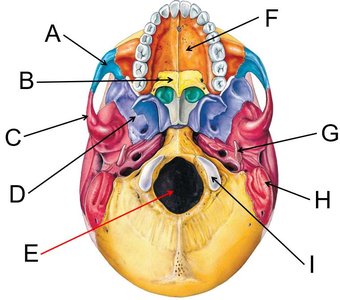 Inferior view of the skull base with labels A–I