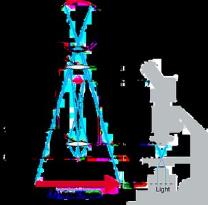 Diagram of image formation in a compound light microscope, showing the path of light through the lenses and the formation of real and virtual images.
