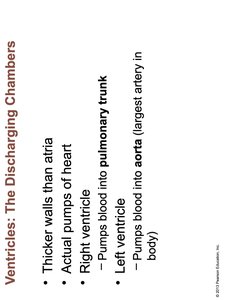 Ventricles: The Discharging Chambers - Wall Thickness