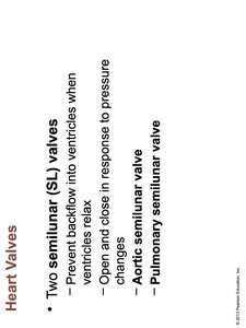 Semilunar Valve Function