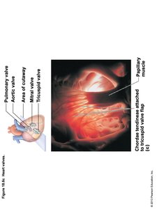 Pathway of Blood Through the Heart