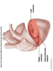 Major Coronary Arteries