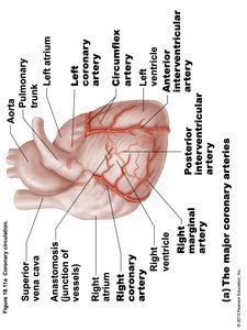 Homeostatic Imbalances: Angina and Myocardial Infarction