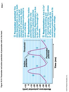 Intrinsic Conduction System