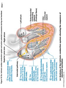 Autonomic Regulation of Heart Rate