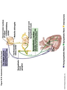 Depolarization and Repolarization Events Related to ECG
