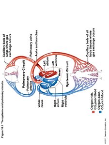 Diagram of Pulmonary and Systemic Circuits