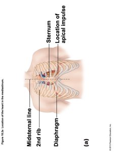 Location of the Heart in the Mediastinum