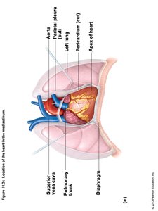 Heart Coverings and Surrounding Structures