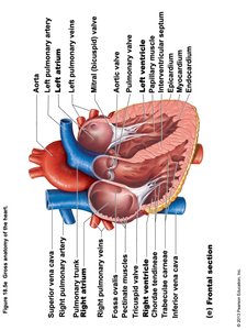 Heart Anatomy - Frontal Section