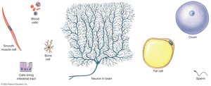 Diversity of cell types in the human body