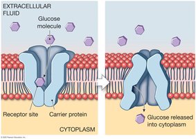 Facilitated diffusion of glucose
