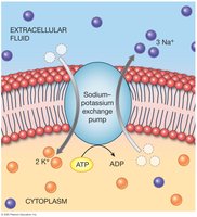 Sodium-potassium exchange pump