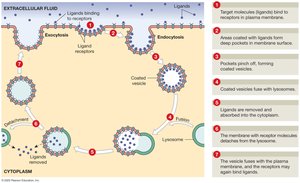 Receptor-mediated endocytosis process