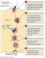 Phagocytosis process