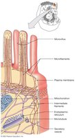 Cytoskeleton structure and function