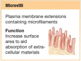 Microvilli structure and function