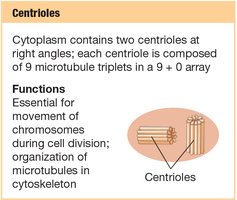 Centrioles structure and function