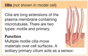 Cilia and flagella structure