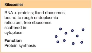 Ribosomes structure and function
