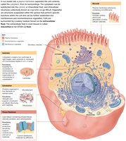 Anatomy of a model cell