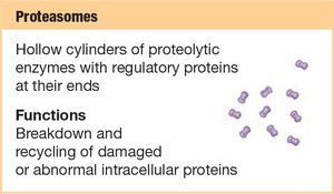 Proteasomes structure and function