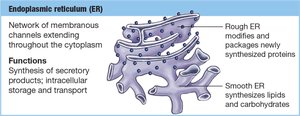 Endoplasmic reticulum structure