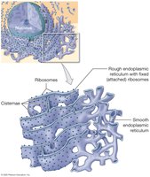 Functions of the endoplasmic reticulum