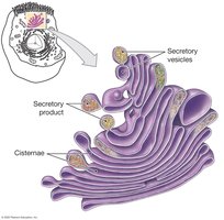 Golgi apparatus structure and function