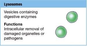 Lysosomes structure and function
