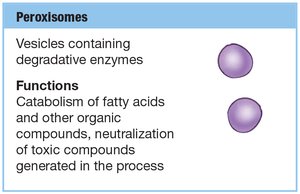 Peroxisomes structure and function