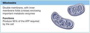 Mitochondria structure and function