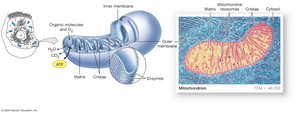 Detailed mitochondrial structure