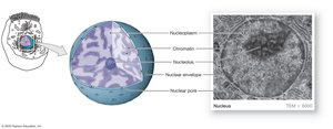 Nucleus structure and function