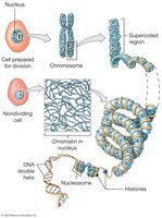 DNA organization and chromosome structure