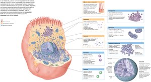 Detailed anatomy of a model cell