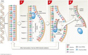 Steps of transcription