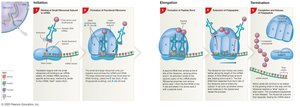 Elongation and termination phases of translation