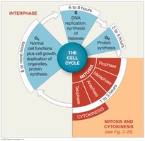 Stages of the cell cycle