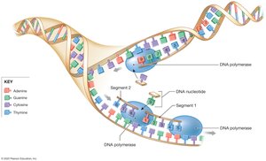 DNA replication process