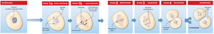 Interphase, mitosis, and cytokinesis