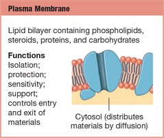 Plasma membrane structure and function