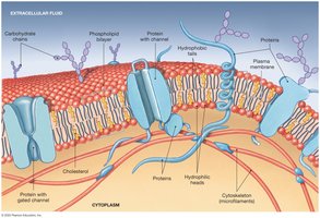 Detailed structure of the plasma membrane