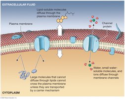 Diffusion across the plasma membrane