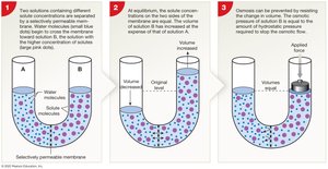 Osmosis and osmotic pressure